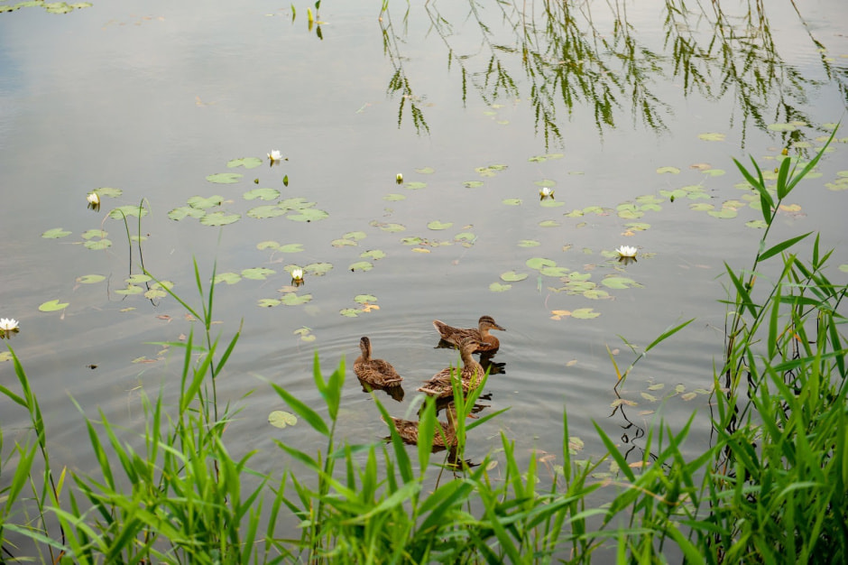 Репортаж из Пружан накануне Солнцестояние-2024 26.jpg