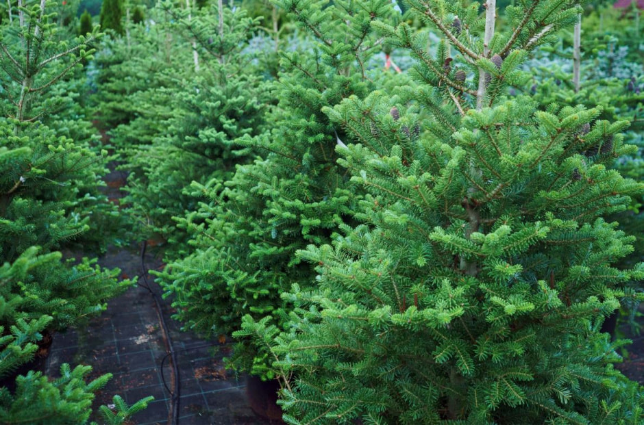Хвойные на даче