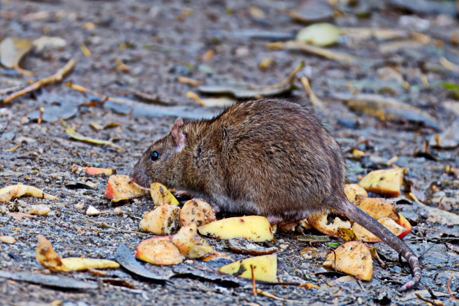 Мышь-малютка 3_Серая крыса.png