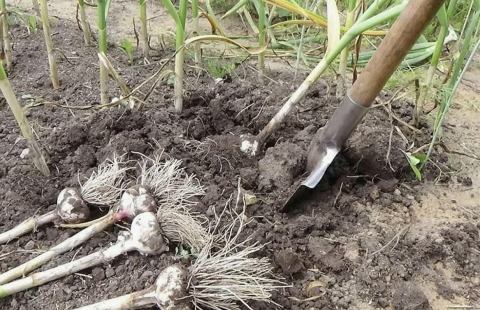 6-Садим лук и чеснок правильно.jpg 6-Садим лук и чеснок правильно.jpg