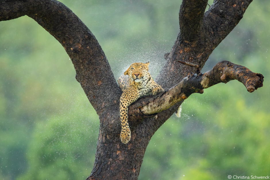 Африка-леопард