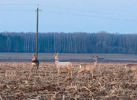 Белоснежная косуля попала на видео в Лидском районе: редкий альбинос удивил охотников