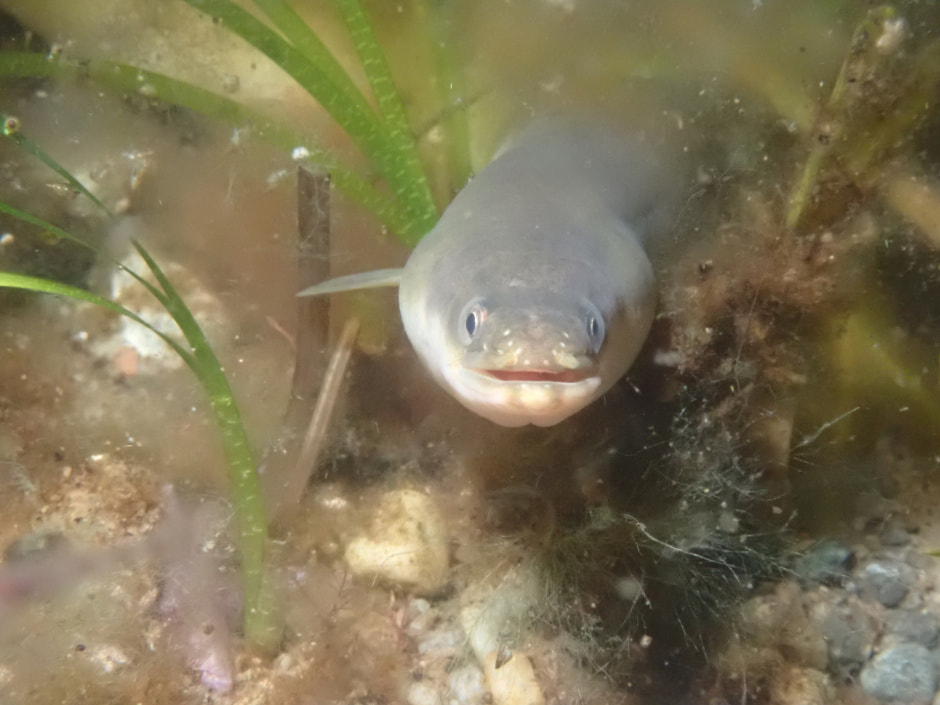 Речной угорь 