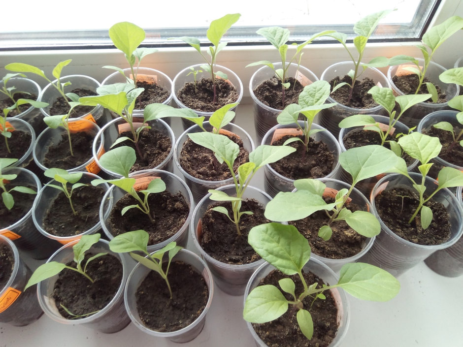 Январская рассада 7.png