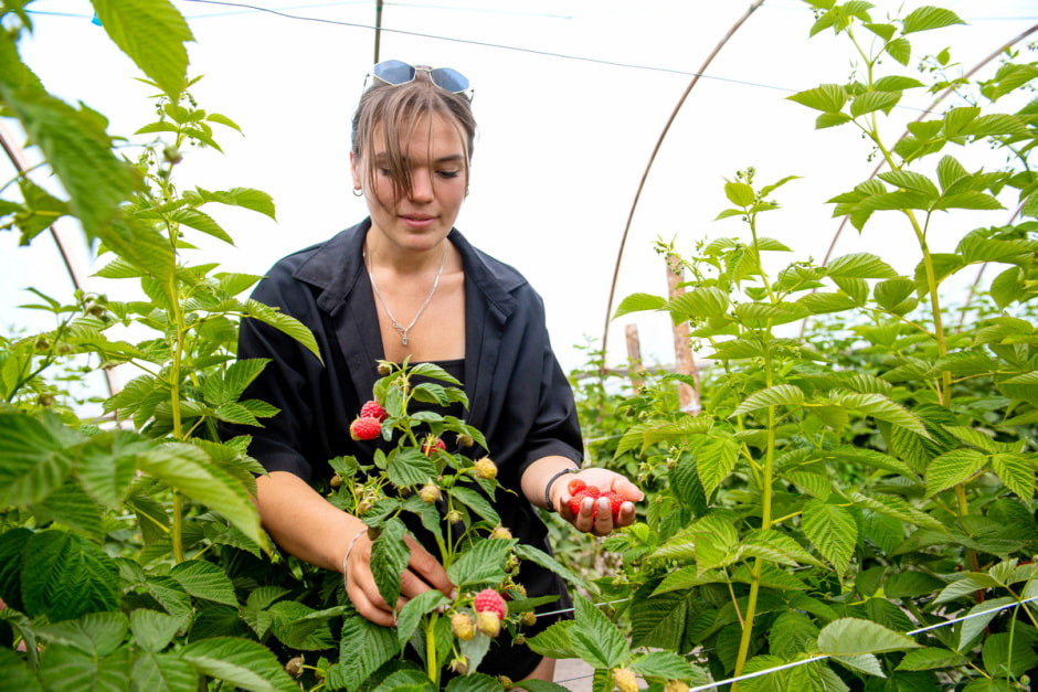 Выращивают малину