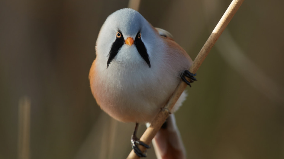 Усатая синица