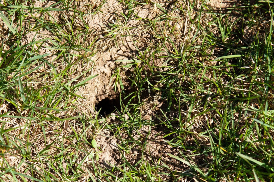 Наблюдаем за сусликами 14.jpg