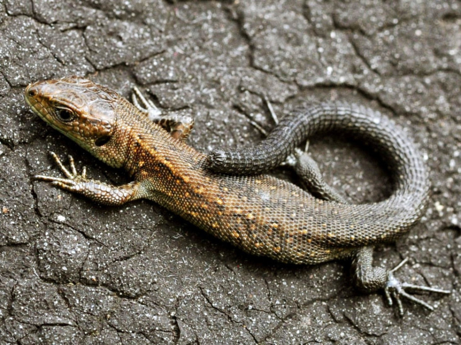 Живородящая ящерица 10.jpg
