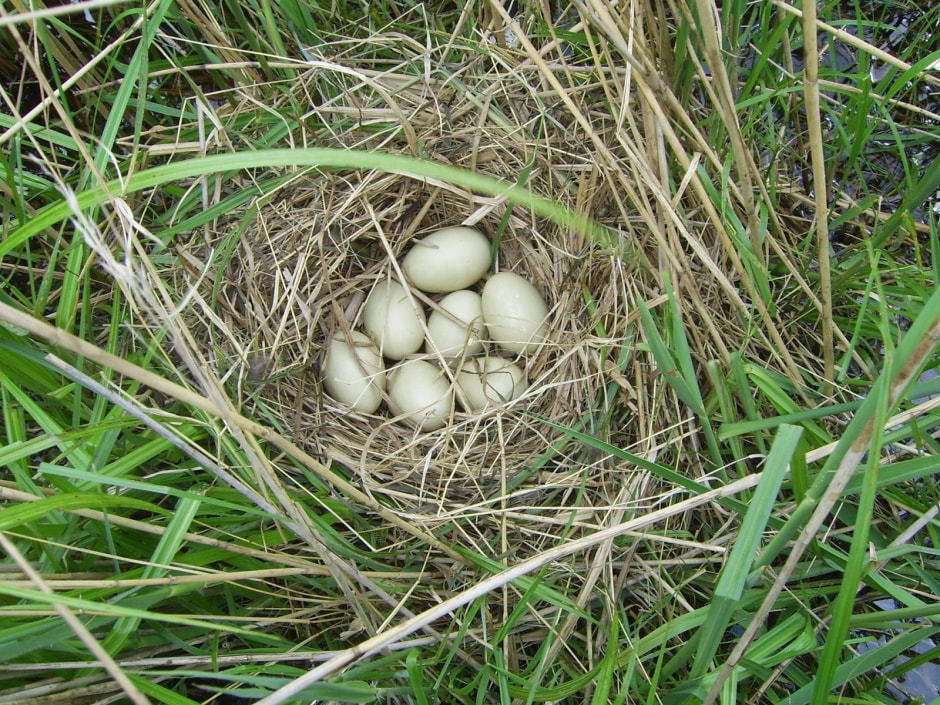 Яйца диких птиц 12.jpg