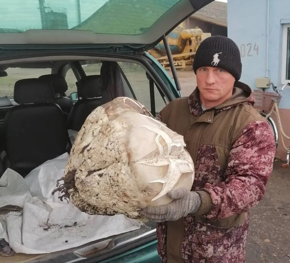 огромный гриб