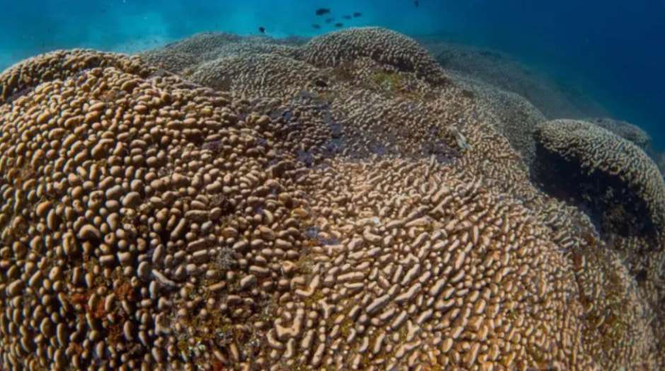 коралл.jpg коралл.jpg