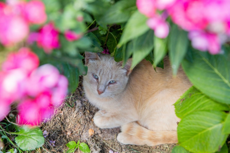 Фермер выращивает 280 сортов винограда 3.jpg