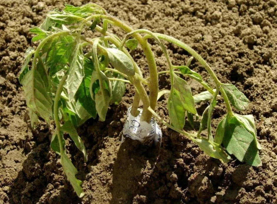 Удобрение овощей 10.jpg