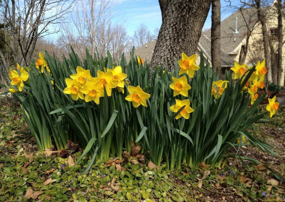 Высаживаем луковичные 9.jpg