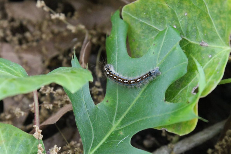 Гусеница на даче