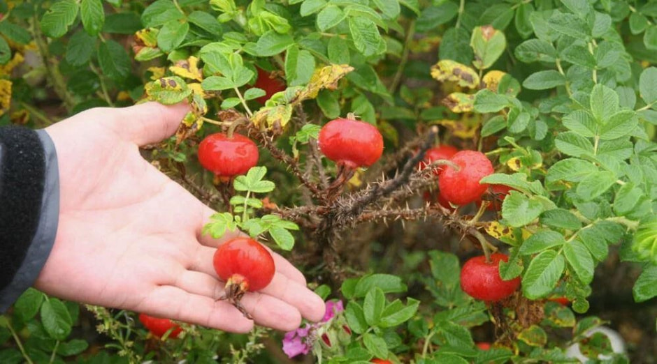 Чем полезен шиповник 1.jpg Чем полезен шиповник 1.jpg