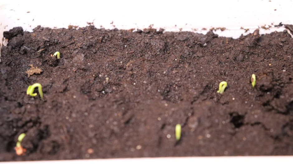 Перец, рассада