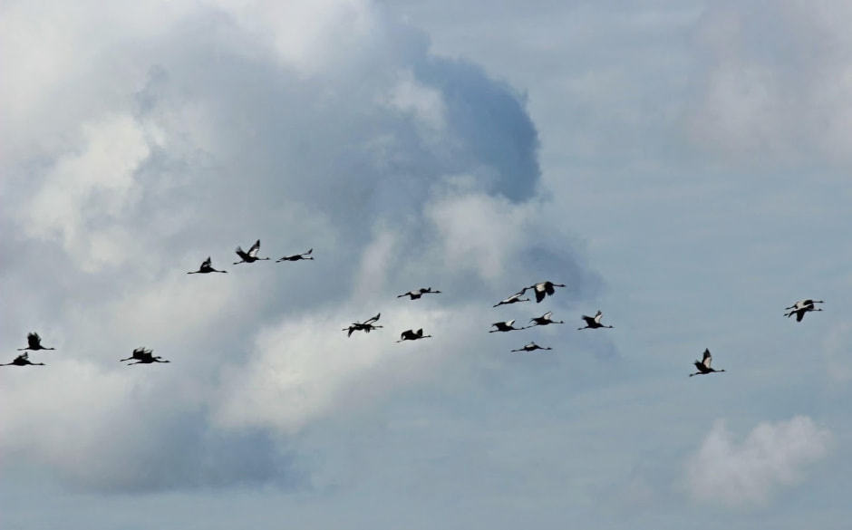 13-Журавли в полете.jpg