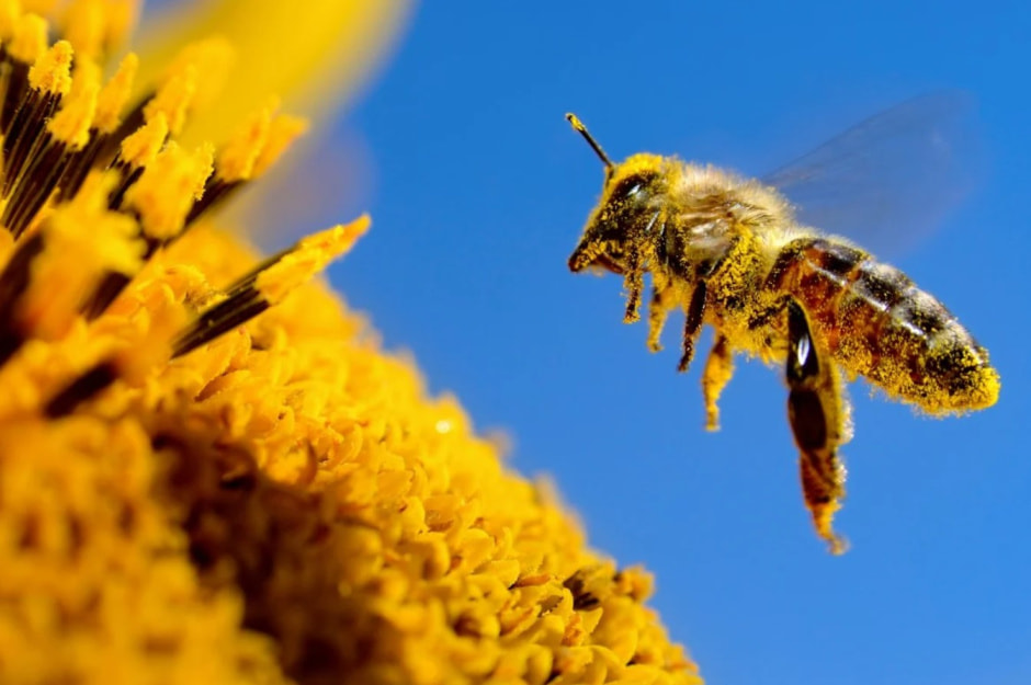 Киборг-пчела