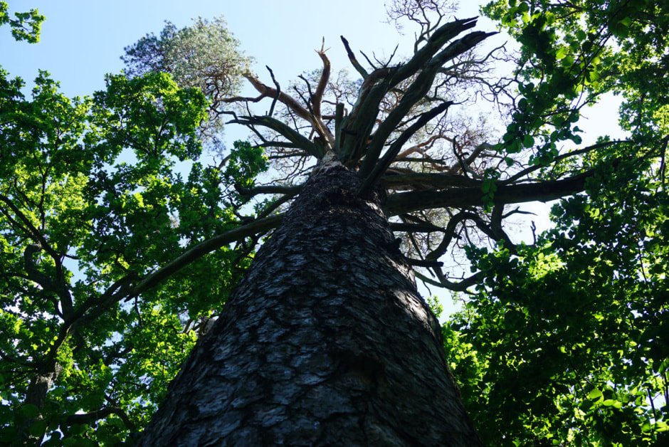 Пуща10.jpg Пуща10.jpg