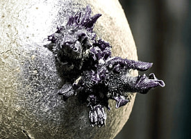 Астронавт NASA снял на фото загадочное “яйцо со щупальцами” – оно появилось на МКС