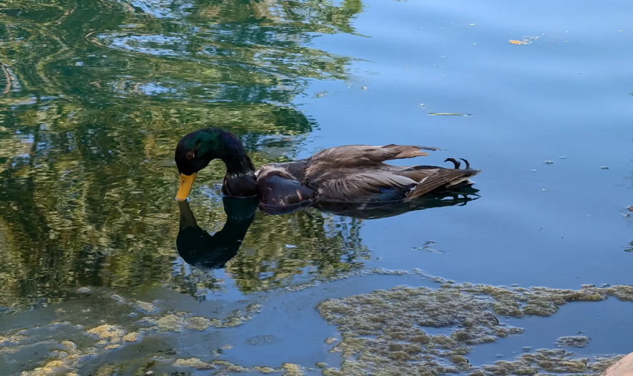 В США создают 