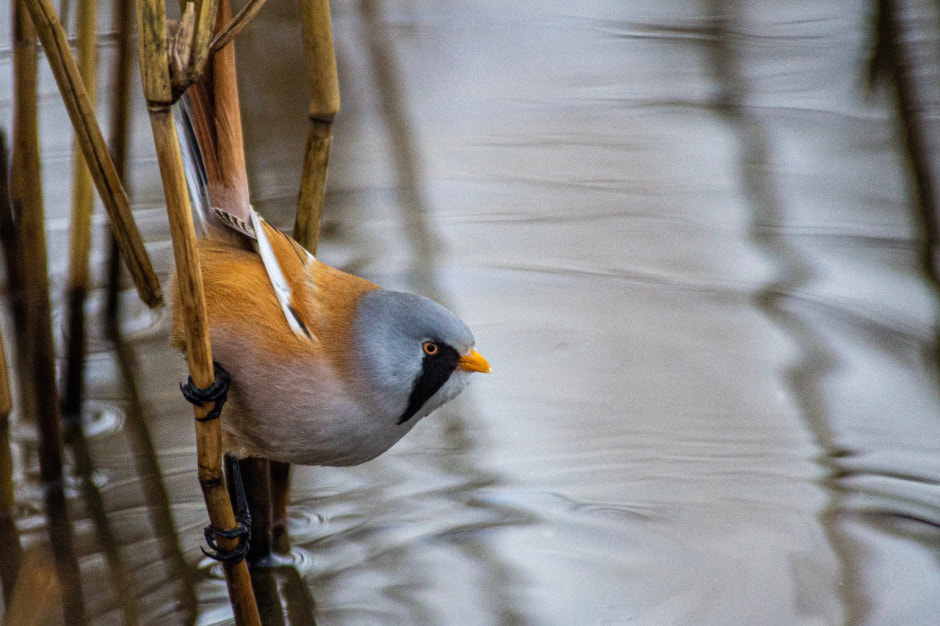 10 фактов о птицах 8_Усатая синица.jpg