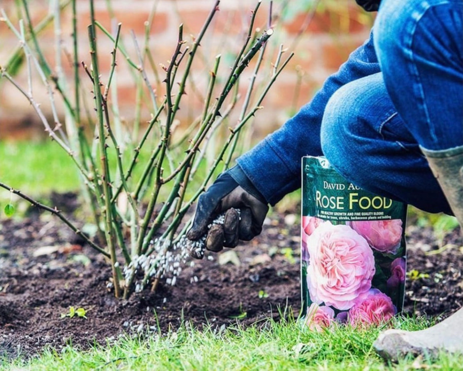 Как укрыть розы на зиму 2.jpg