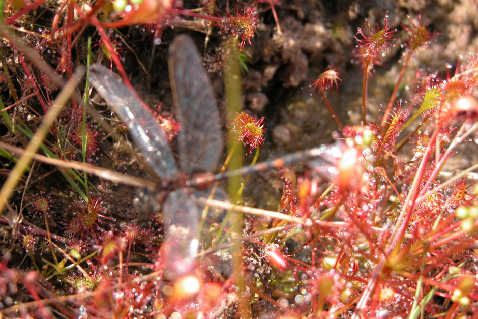 Хищные растения Беларуси 7.png