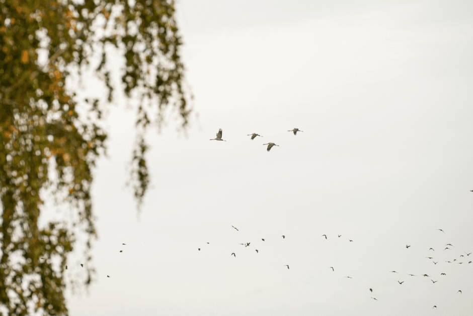 Серые журавли и Ельня 1.png Серые журавли и Ельня 1.png