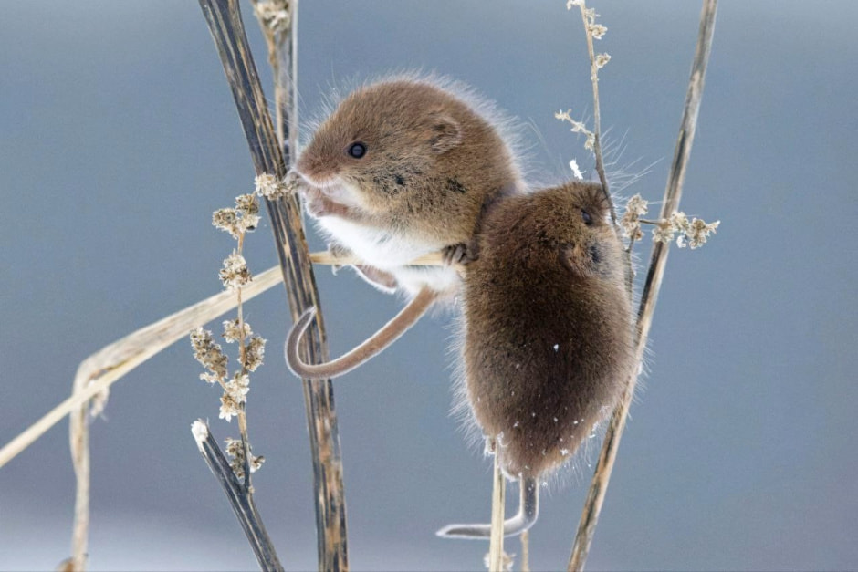 Мышь-малютка 6.jpg