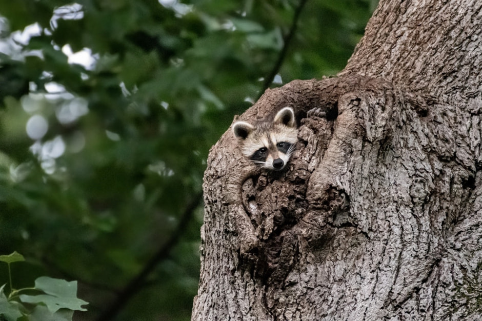 Енот-полоскун 6.jpg