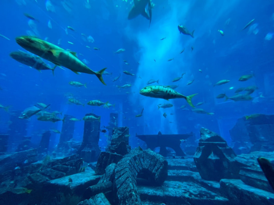 Жизнь на Пальме Дубай 29.jpg