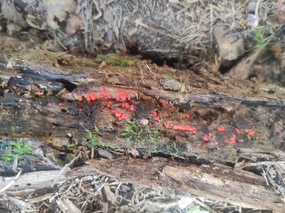 миксомицет