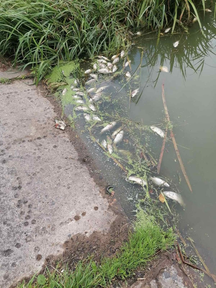 всплывшая рыба.jpg