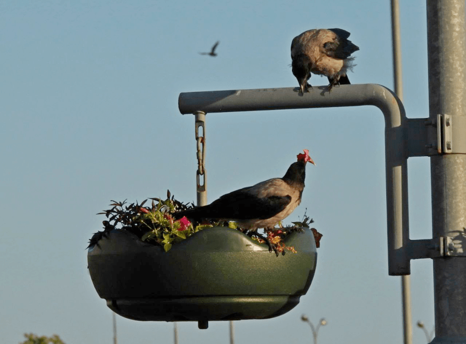 Почему птицы возвращаются в Беларусь зимой 7_Серые вороны.png