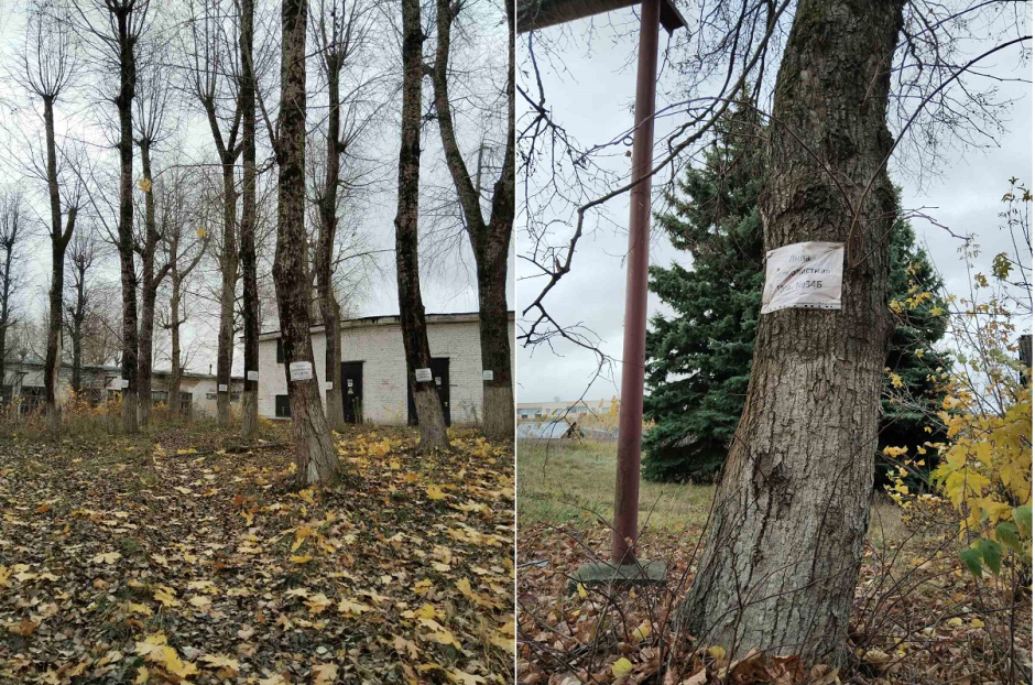 Деревья аукцион.png