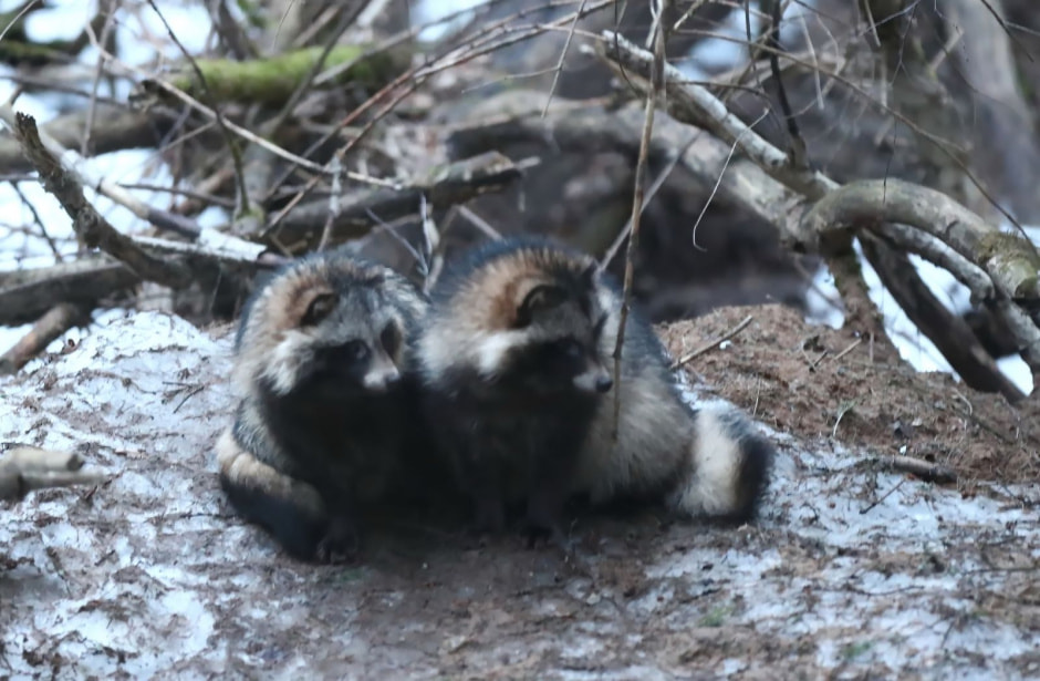 спячка-енот.jpg