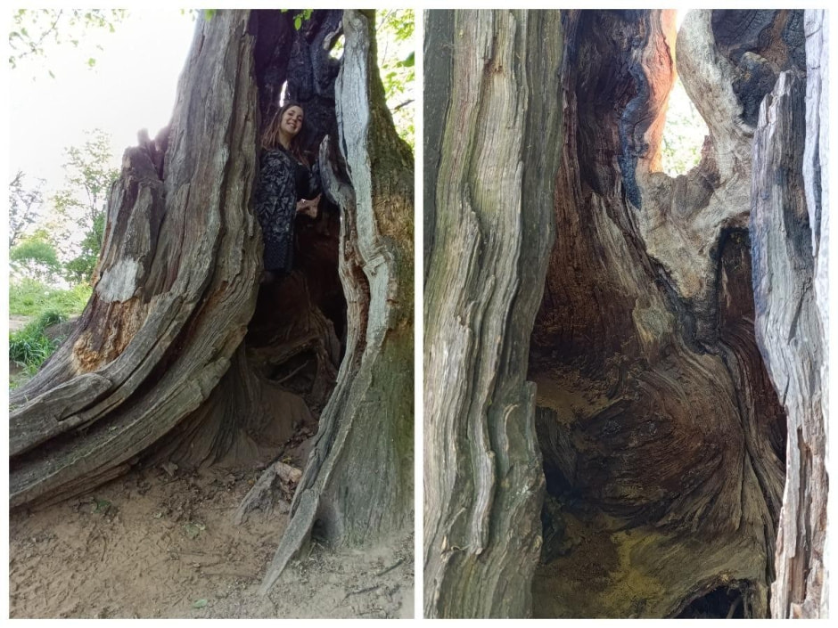 20-Внутри обручального дуба.jpg