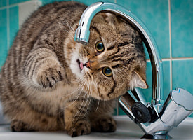 Первый пошел. Стал известен график отключения горячей воды летом в одном из областных центров Беларуси