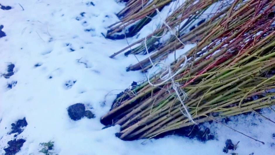 Сохраняем саженцы зимой 4.jpg