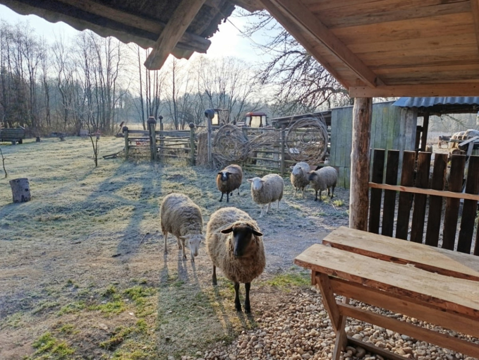 Семья восстановила старые рецепты сыров 23.jpg