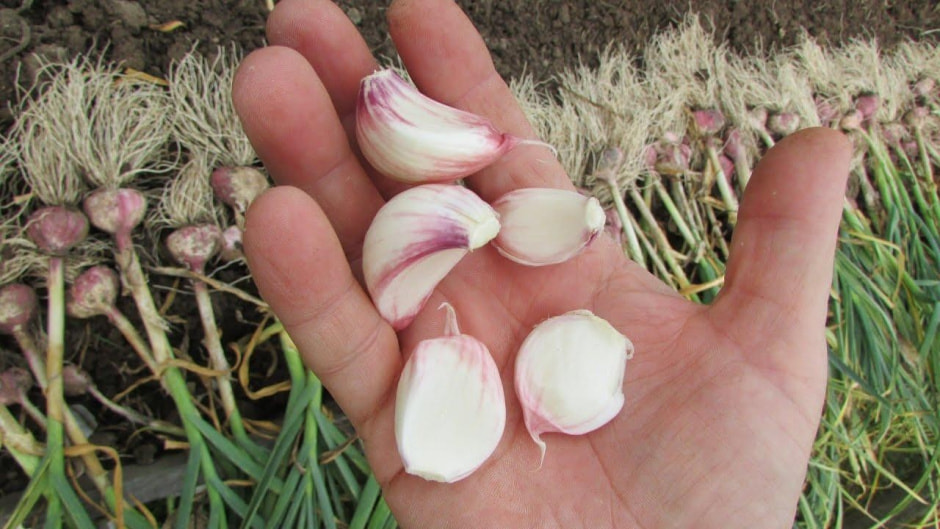 4-Зубчики ярового чеснока.jpg 4-Зубчики ярового чеснока.jpg