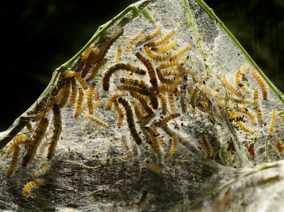 Кровопийцы атакуют 8.jpg