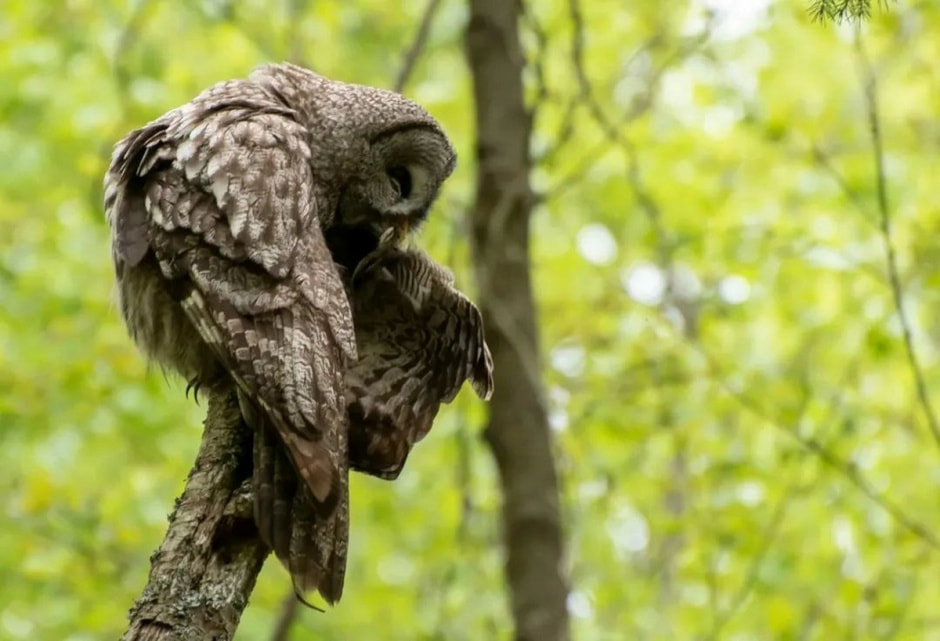 15-Бородатая неясыть на ветке.jpg