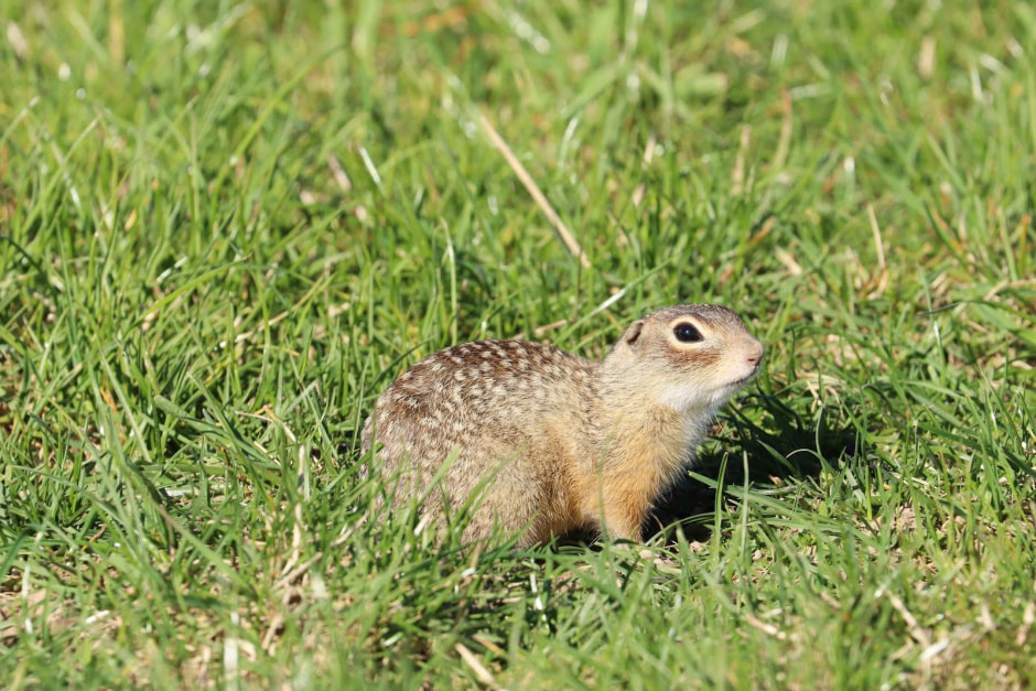 Белорусские суслики в депрессии 14.jpg
