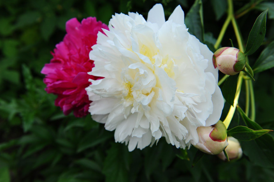 Пионы 4.jpg