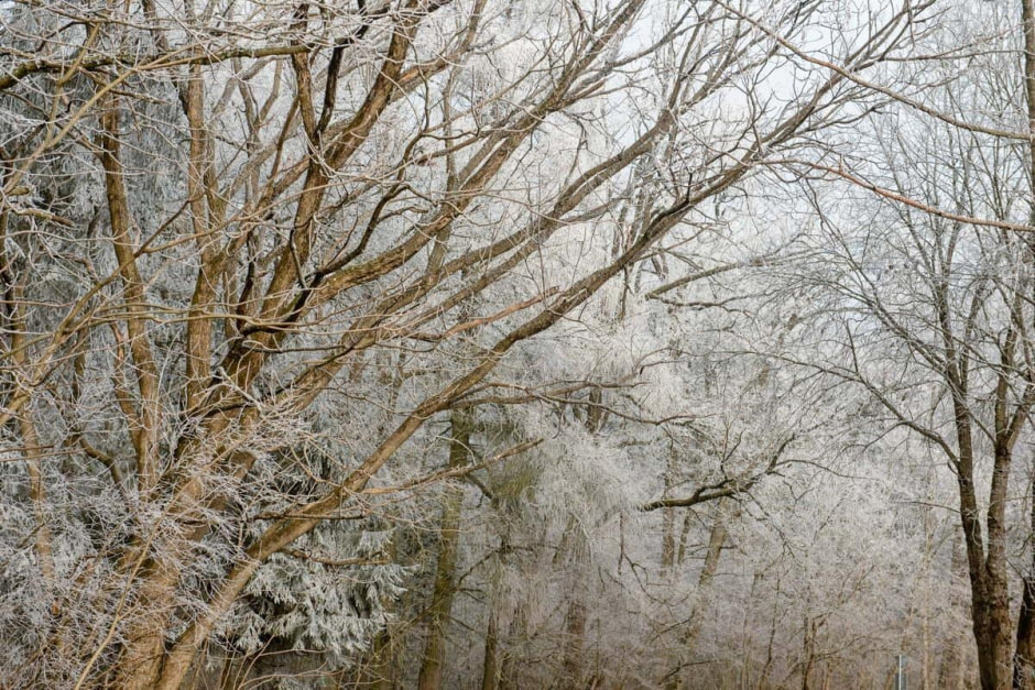 9-Заснеженные деревья.jpg