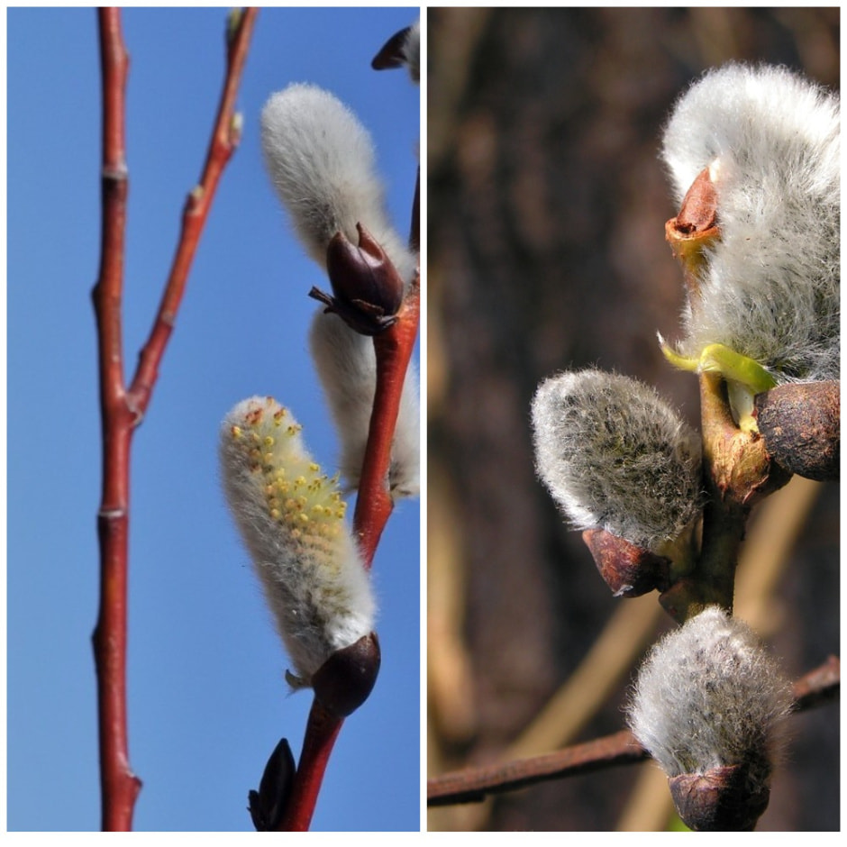 Ива и верба.jpg