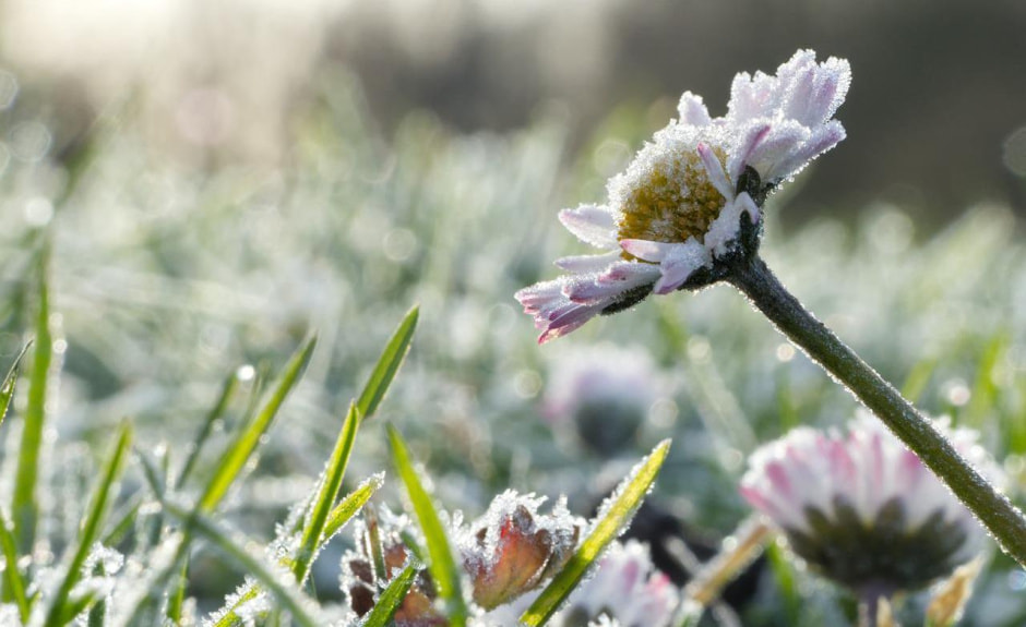 Майские заморозки.jpg